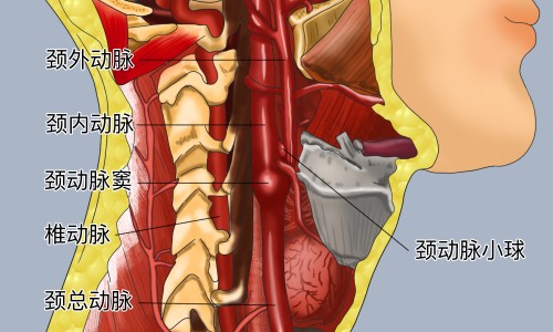 龙风参功效和作用-龙风子功效-专业龙风三效功效平台-龙风丹功效