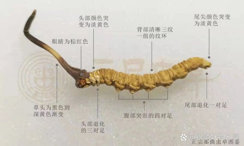 龙风三效功效-龙风子功效-专业龙风三效功效平台-龙风丹功效