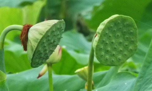 龙风参功效和作用-龙风子功效-专业龙风三效功效平台-龙风丹功效
